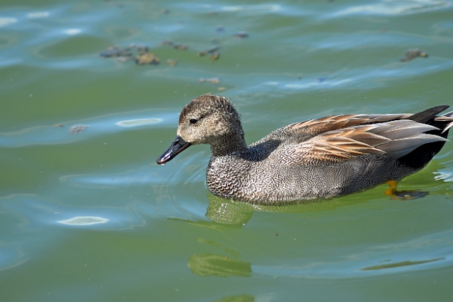 09 04 16_4069_edited-1.jpg - MALE GADWALL - RADIPOLE, WEYMOUTH, DORSET - 9.4.16